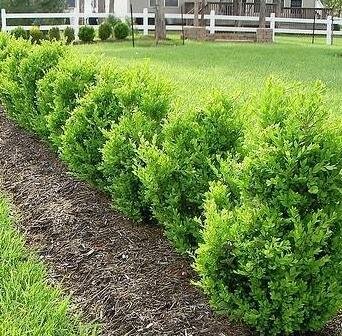 Green Mountain Boxwood - image 1