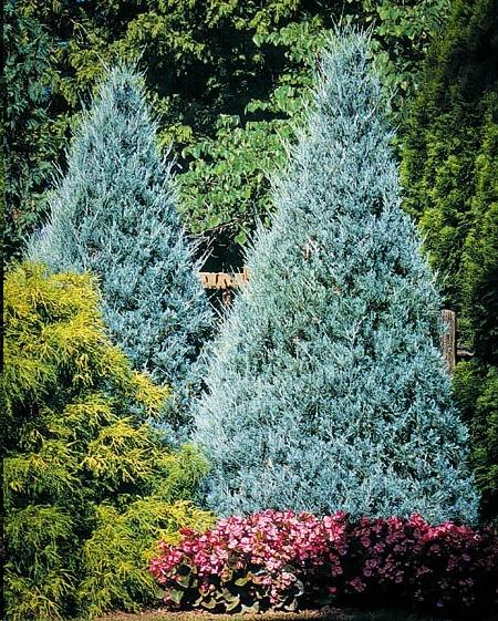 Wichita Blue Juniper