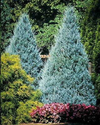 Wichita Blue Juniper