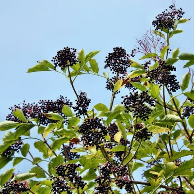 Nova Purple Elderberry
