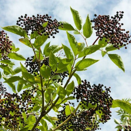 York Purple Elderberry