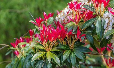 Forest Flame Pieris