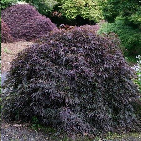 Tamuke Yama Japanese Maple