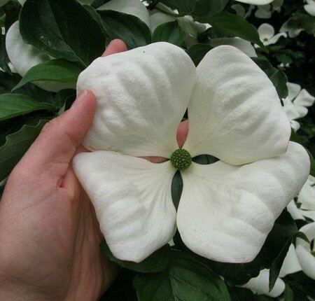 Venus Dogwood