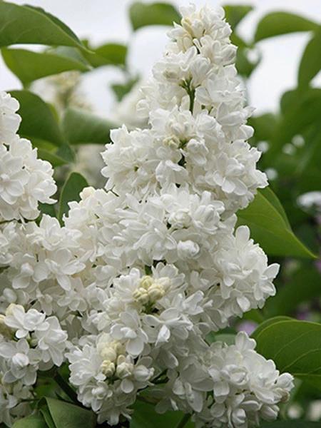 Madame Lemoine French Lilac