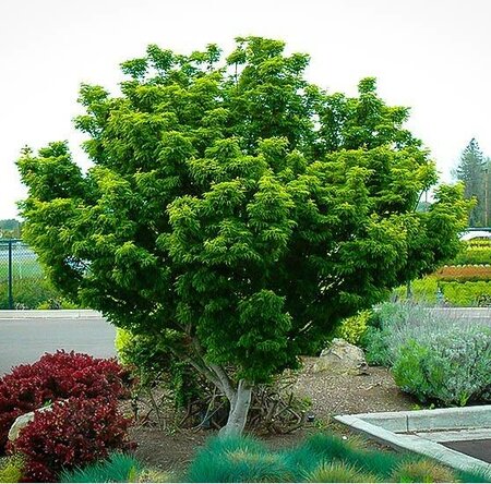 Lion's Head Japanese Maple - image 4