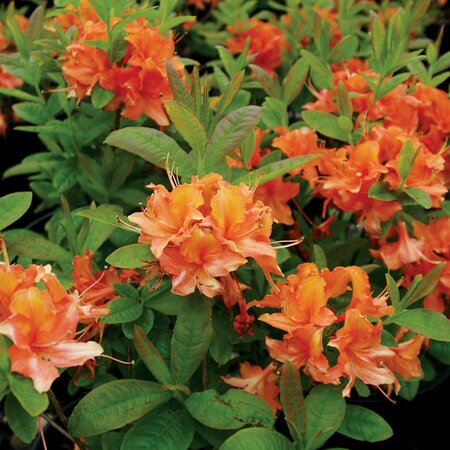 Mandarin Lights Deciduous Azalea