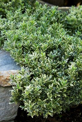 Variegated Boxleaf Euonymus