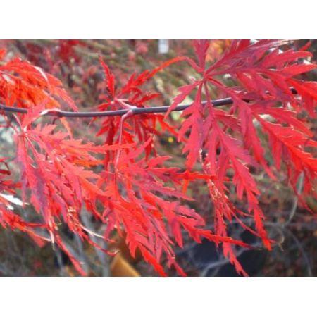 Tamuke Yama Japanese Maple