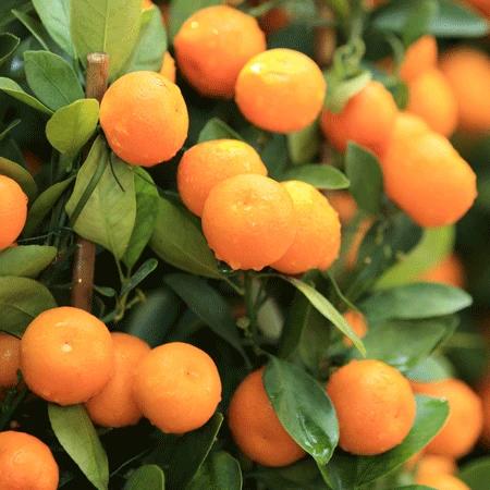 Kishu Mandarin Orange