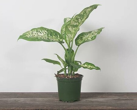 Dieffenbachia Perfection