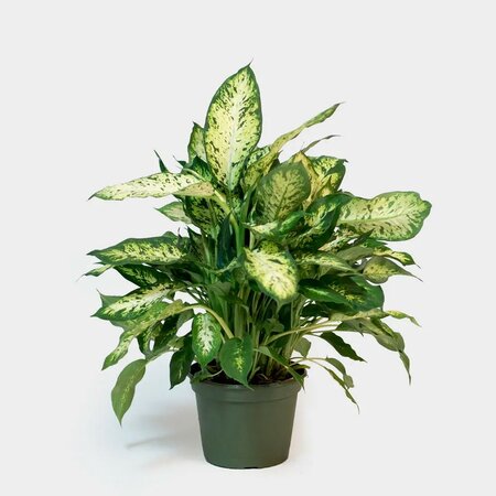 Dieffenbachia Perfection