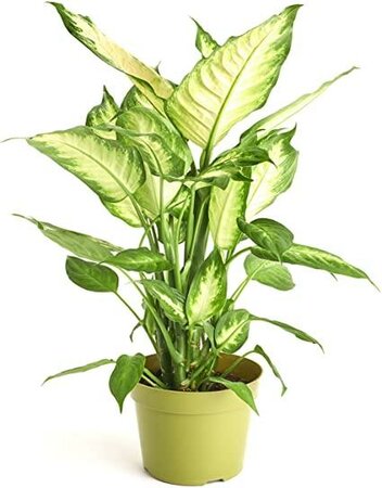 Dieffenbachia Camille