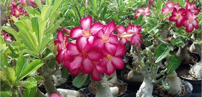 Desert Rose