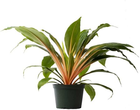 Mandarin Orange Spider Plant