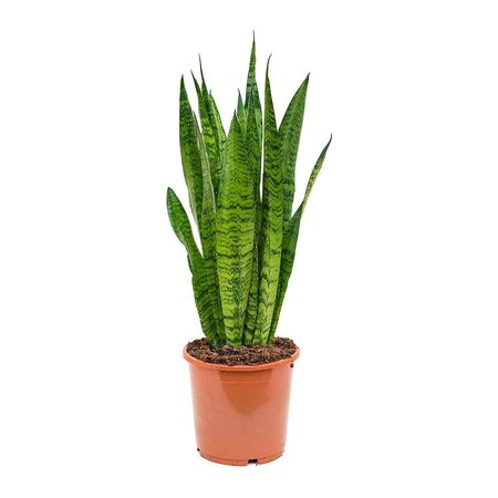 Snake Plant Zeylanica