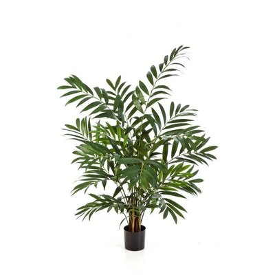 Parlour Palm