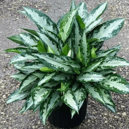 Chinese Evergreen Jubilee