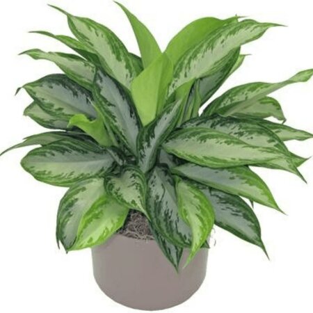 Chinese Evergreen Silver Bay - image 1