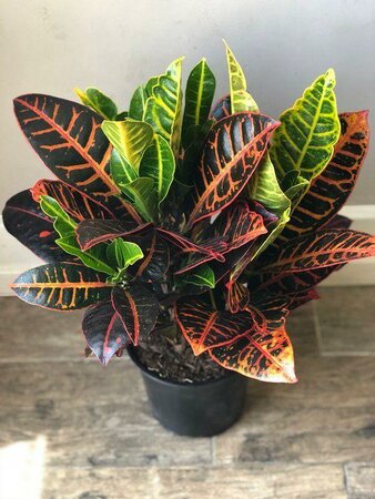 Croton Petra