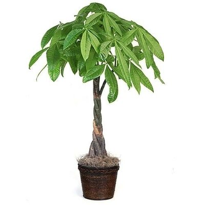 Pachira Braided Money Tree