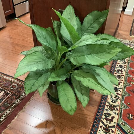 Chinese Evergreen Bj Freeman