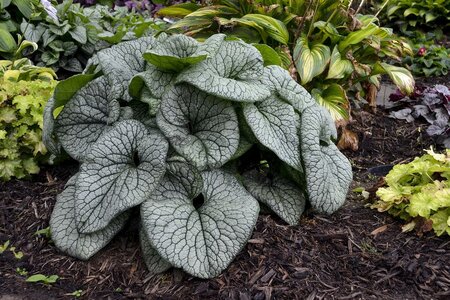 Queen Of Hearts Brunnera