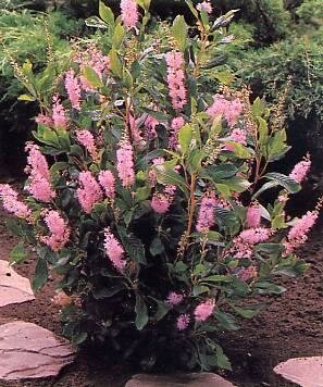 Ruby Spice Clethra