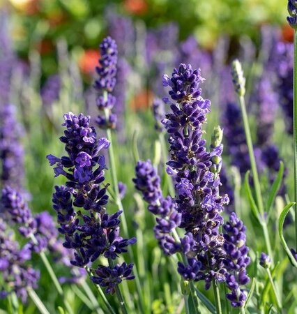 Blue Spear English Lavender