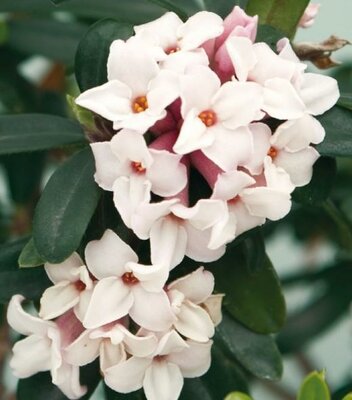 Eternal Fragrance Daphne - image 1