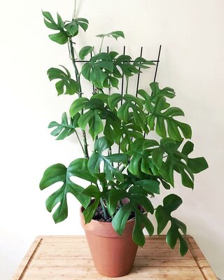 Mini Monstera