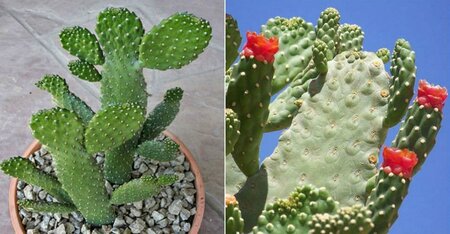 Opuntia Bunny Ears