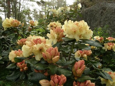 Gold Prinz Miyama Rhodo