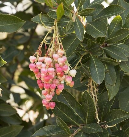 Marina Strawberry Tree