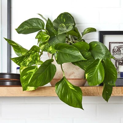 Pothos Golden