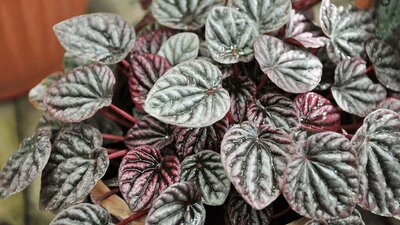 Peperomia Ripple Assorted