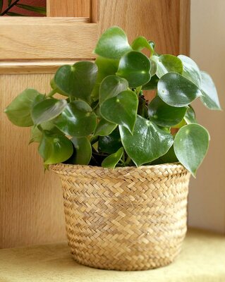 Peperomia