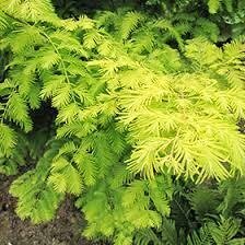 Gold Rush Dawn Redwood