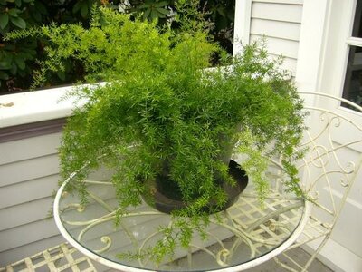 Asparagus Fern