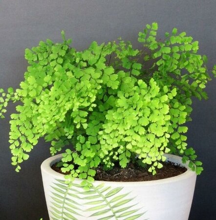 Maidenhair Fern