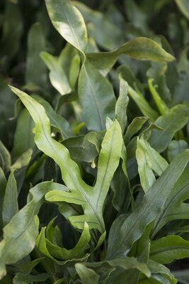 Kangaroo Fern