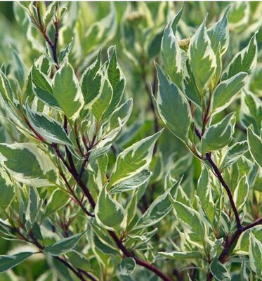 Variegated Red Twig Dogwood