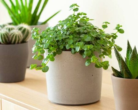 Pilea Depressa Kierweed