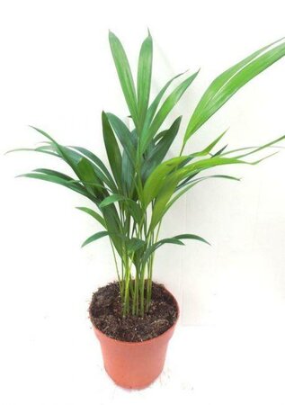 Areca Palm