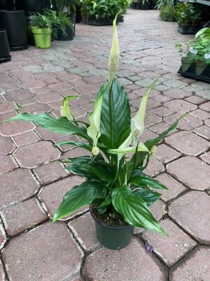 Peace Lily