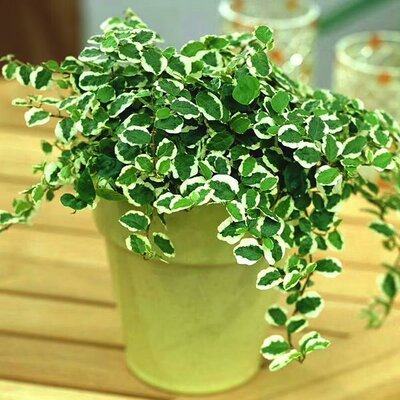 Variegated Creeping Fig