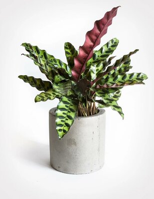 Calathea Rattlesnake