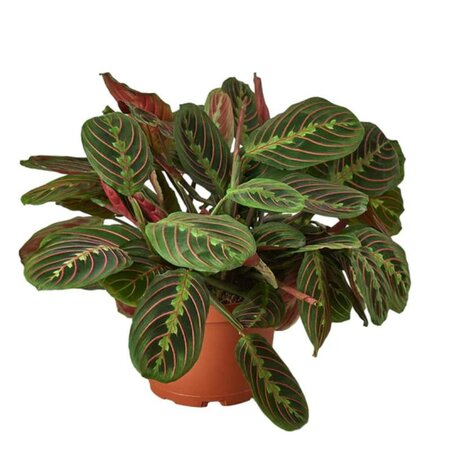 Red Prayer Plant