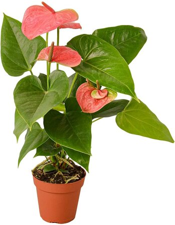 Anthurium in Ceramic Pot