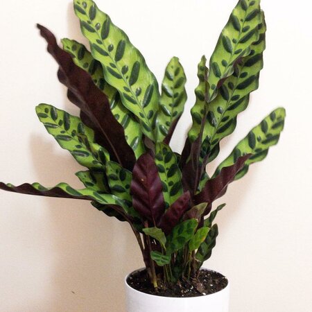 Calathea Rattlesnake